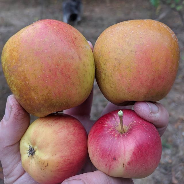 WrangletownCo's tweet photo. We will be closed today for tasting.  We have several tons of apples to get through.  These are #ashmeadskernel and #wickson Happy Harvest! https://t.co/znCP8WA92b