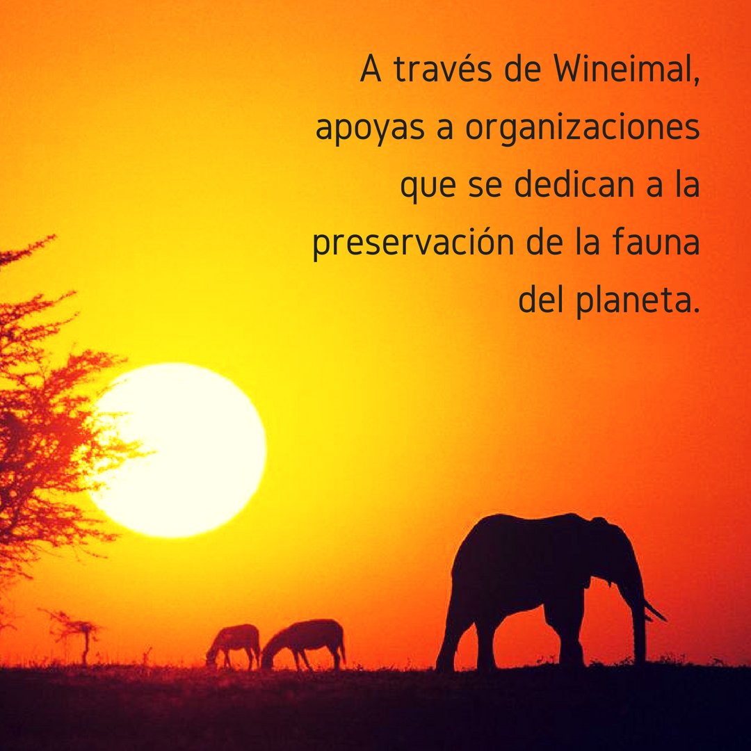 Wineimal's tweet photo. Lamentablemente si los animales fueran vino, nos los tomaríamos más en serio 😕🍷🐘🦁🦒
.
.
#Wineimal #FindYourWineimal #HSI #VinoConCausa #ElVinoSudafricanoHechoPorMexicanos #Wine #Sudáfrica #México #Lion #Giraffe
#Elephant #Animals #PVMX #Vino https://t.co/QWf0BkgXqJ