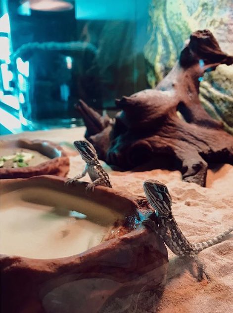 icaruswalksnet's tweet photo. realmithrajin IG: New friends! #RankinDragons #Couple #Parosu #Name #GongMo (Mithra invites us to help him and Dahyun name them) https://t.co/ePszYodDfK