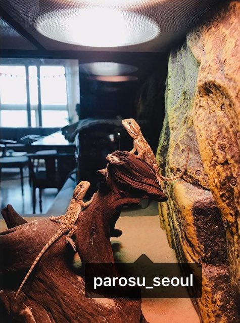 icaruswalksnet's tweet photo. realmithrajin IG: New friends! #RankinDragons #Couple #Parosu #Name #GongMo (Mithra invites us to help him and Dahyun name them) https://t.co/ePszYodDfK