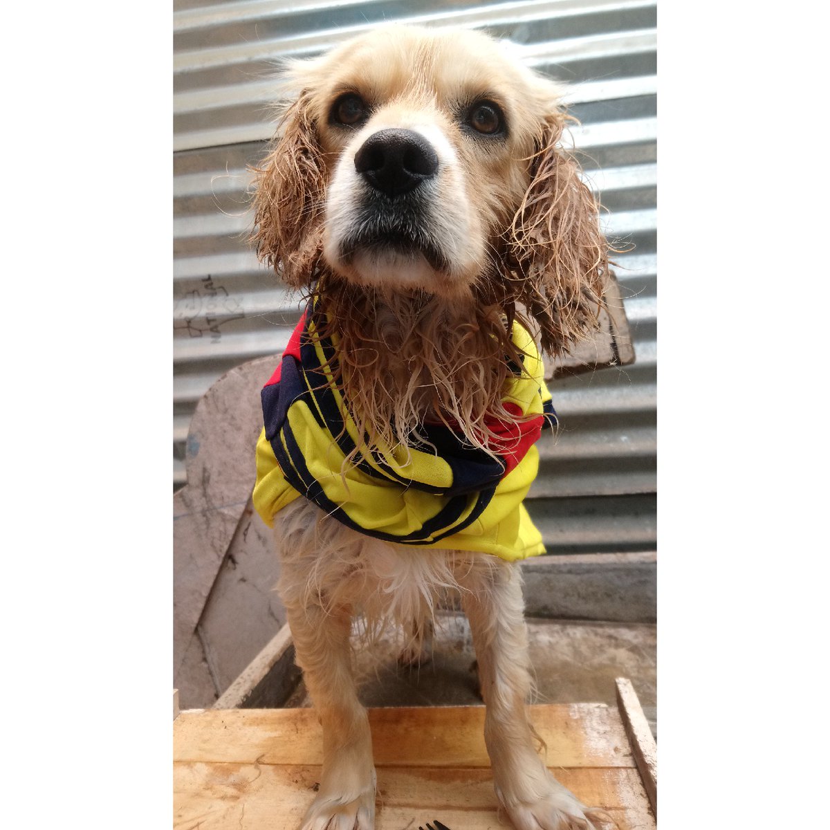 lizgonzalezv1's tweet photo. Despuรฉs de un baรฑo ๐ ๐ ๐ ๐ #midog #amigoperruno #familia ๐๐๐๐๐๐๐๐ https://t.co/rdJYQ2BjLP