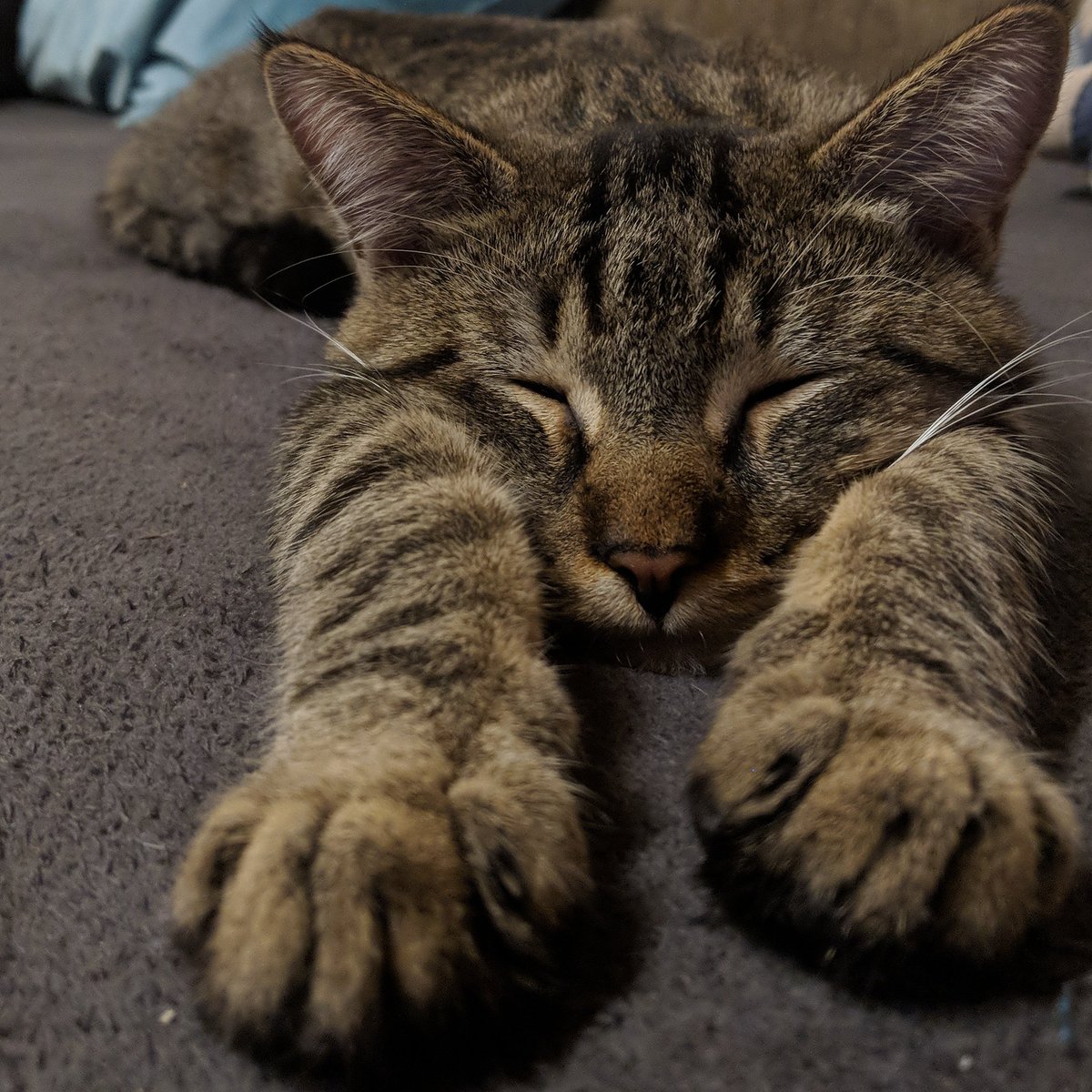 der_lolalan's tweet photo. Chillen in Vollendung 😊 
Wie sieht dein Samstag Abend so aus?

#catsofinstagram #mainecoon #cat #chillen #samstag #samstagabend #saturdaynight #couchen #streamer #primenighttv https://t.co/sqwkAjDl7C