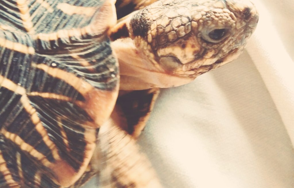 _G_F_R_'s tweet photo. He's making good moves! 😂 #animal #AnimalKingdom #tortoise #live #longtime #filterthefilter #photography #photooftheday #mood Pause maker 🐢😎 https://t.co/XnT5ifUCVS