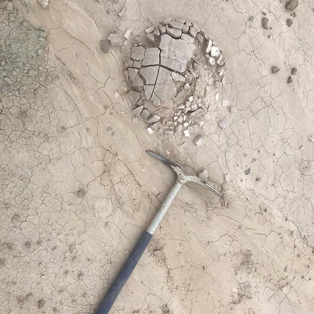 PeteLarsonTrex's tweet photo. We were also saddened by the fossils that had weathered so badly over the 5 years the site was not collected. 😢You cannot save fossils by leaving them exposed to the elements! I think we need 2 turtles in every garage🤓 https://t.co/Q2pRBPX2F6