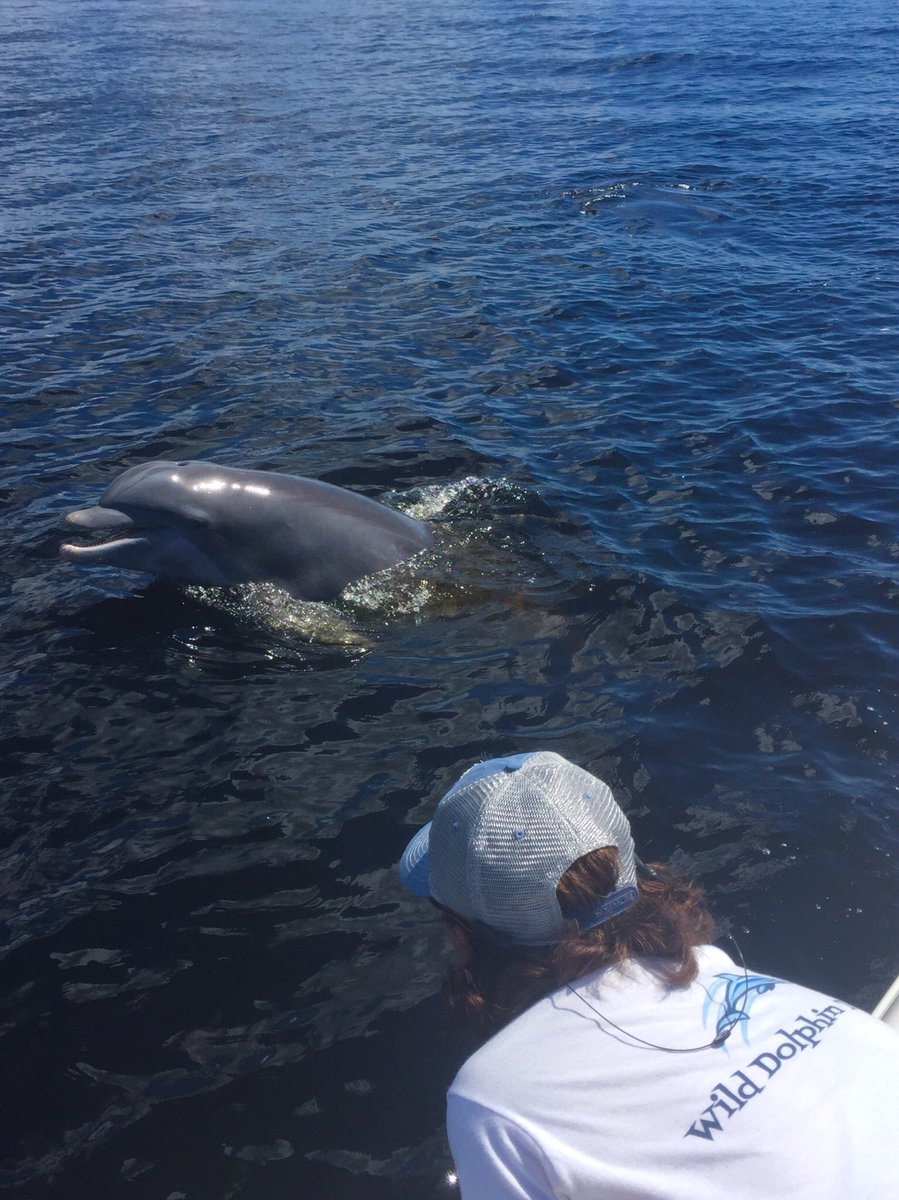 #wilddolphintours September in the Bay!!