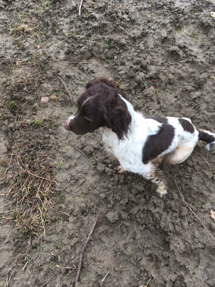 rosieDoc2's tweet photo. ❌URGENT TWITTERSTORM TONIGHT 8-9pm ❌ #FindAri
ANOTHER #Spaniel STOLEN FROM A FAIR
#Doncaster #SouthYorkshire #Gamefair 12.45pm today
‼️white slim male, 5'4" SHORT CROPPED HAIR white tshirt & grey joggers TOOK HIM IN A VAN #CCTV checking now
https://t.co/vgBuLRkcTS… https://t.co/YmfIFMg3OD