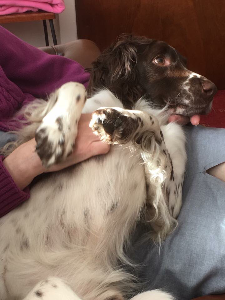 rosieDoc2's tweet photo. #FindAri STOLEN IN BROAD DAYLIGHT #SouthYorkshire #DoncasterGameFair
‼️TWICE IN 2 WEEKS FROM A FAIR LIKE THIS‼️
12.45pm WHERE U THERE? DID U SEE ANYTHING?
💥WHITE, slim built male, short cropped hair, WHITE tshirt/GREY JOGGERS 💥
#ESS #DoncasterRaceCourse
Liver&white 29/9 https://t.co/8N0DdGlSqV
