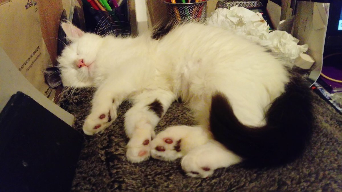 jaqtkd's tweet photo. Too cute #cats #Robbie #kitten #robbierascal https://t.co/KvYDx3IFOO