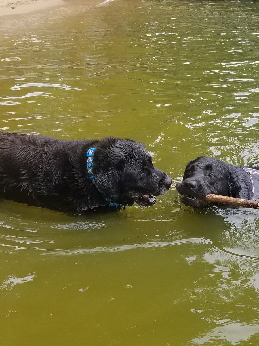 mrsv98's tweet photo. Why yes youngster, I will take that stick you just spent 5 minutes fetching for I may be old but I am still the boss! #seniorpupsaturday #greyfaces @dog_rates https://t.co/YlqiFPhvjg