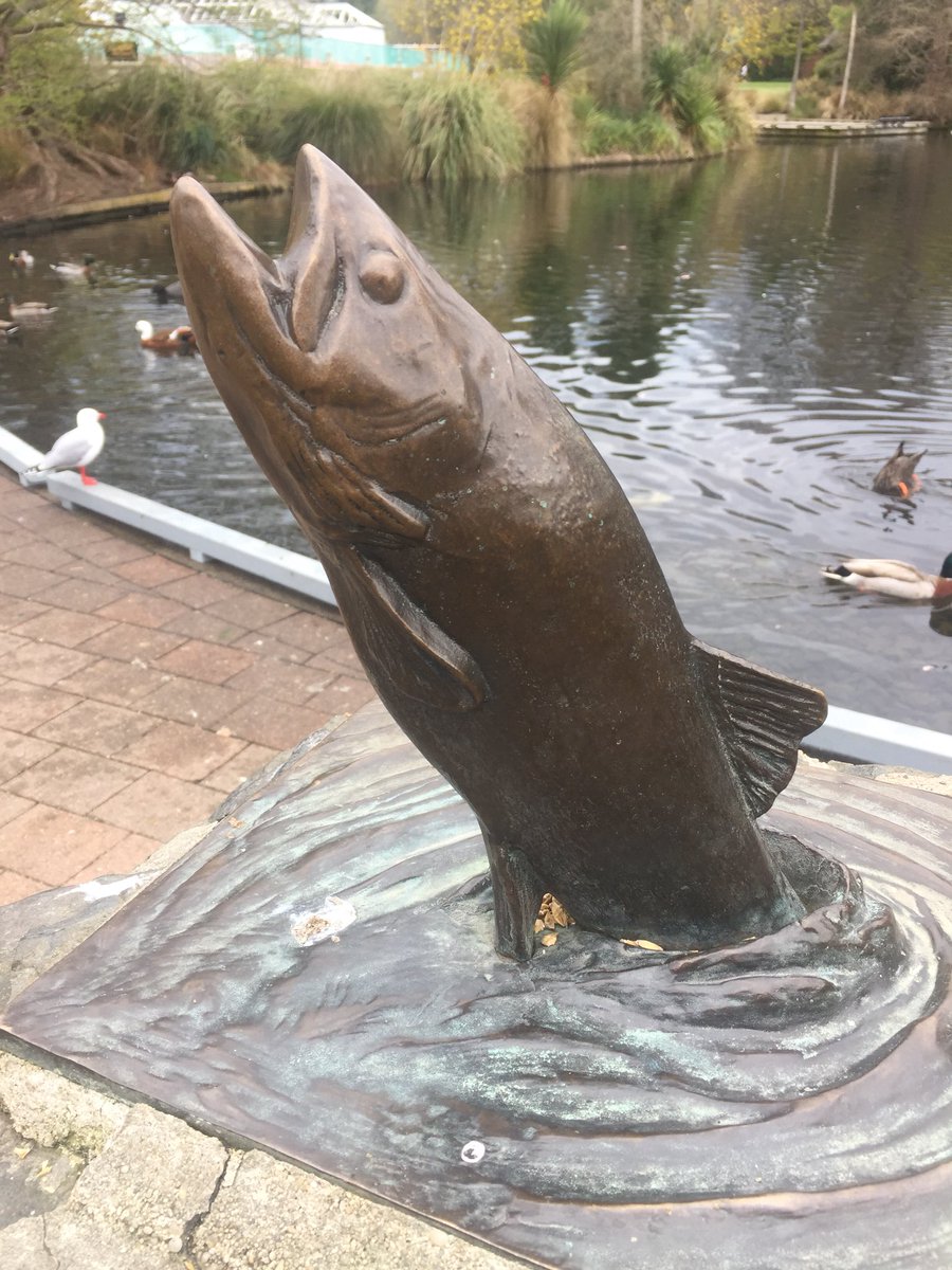 Otago- New Zealand first rainbow trout introduced into our waterways. Great species, easy to farm but exclusively a recreational fishery, darn