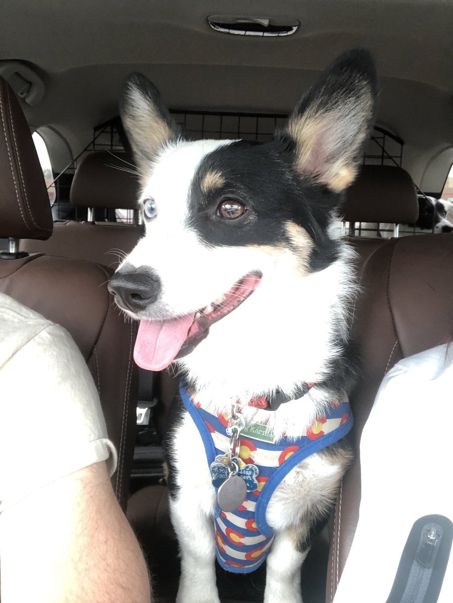 DisraeliEars's tweet photo. On the way to the #TourDeCorgi in Fort Collins! https://t.co/if5aso85K7