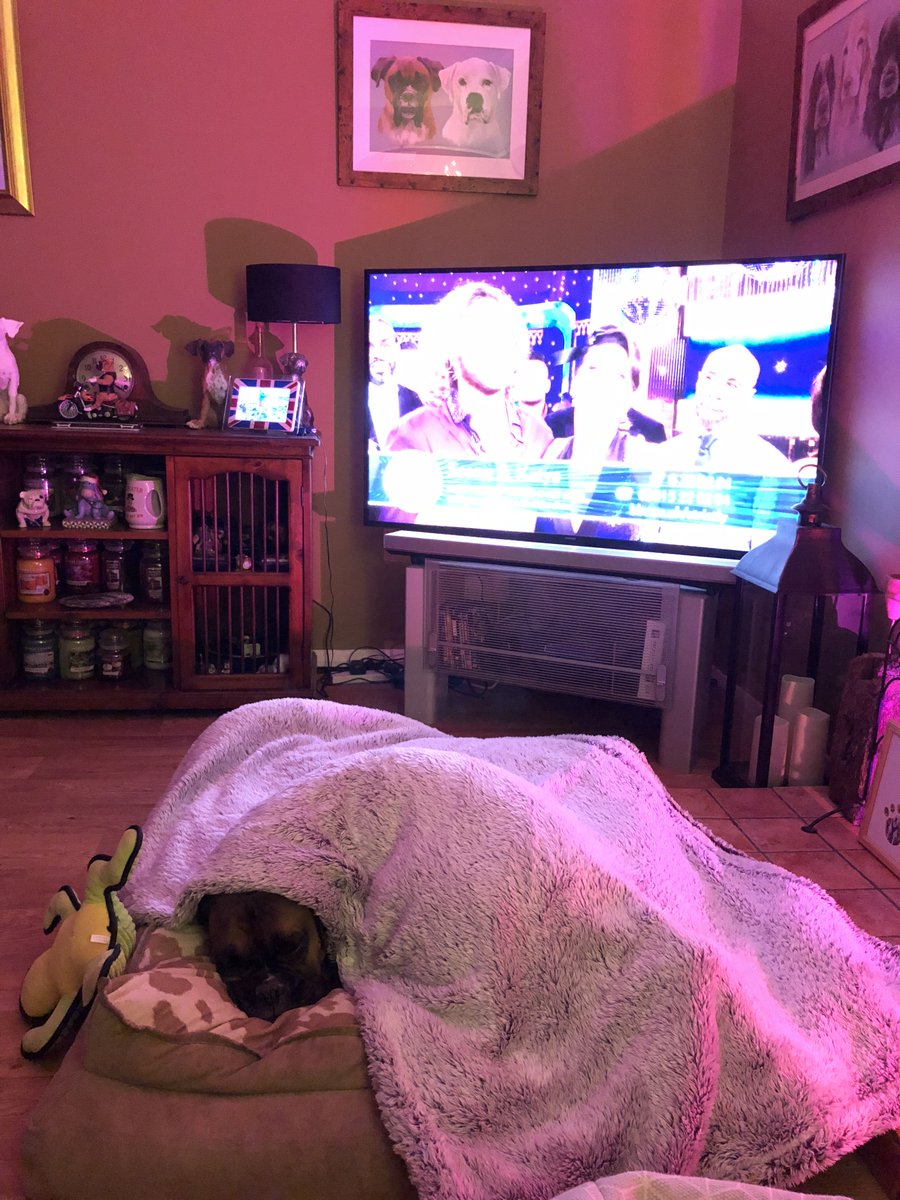 dtcb67's tweet photo. Feeling chilly tonight so had to nick Dadโs blanky ๐ถ๐ #boxerdog #boxer #chillyboy https://t.co/yEHfpQ6DPX