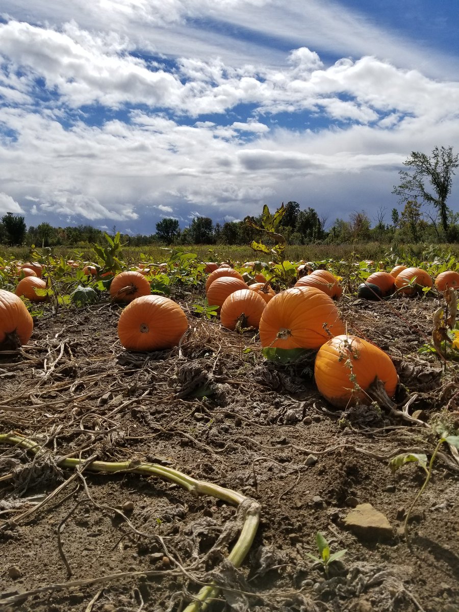 KimRochon1's tweet photo. So much fun pumpkins picking ☺🌞 https://t.co/O3QHMzhHan
