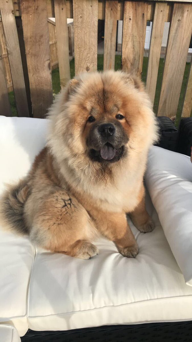 ColetteMcC93's tweet photo. If you want to see more of Benny then follow him on Instagram 🐶😝
https://t.co/jaR23f2AeN https://t.co/y4OeCDYF99