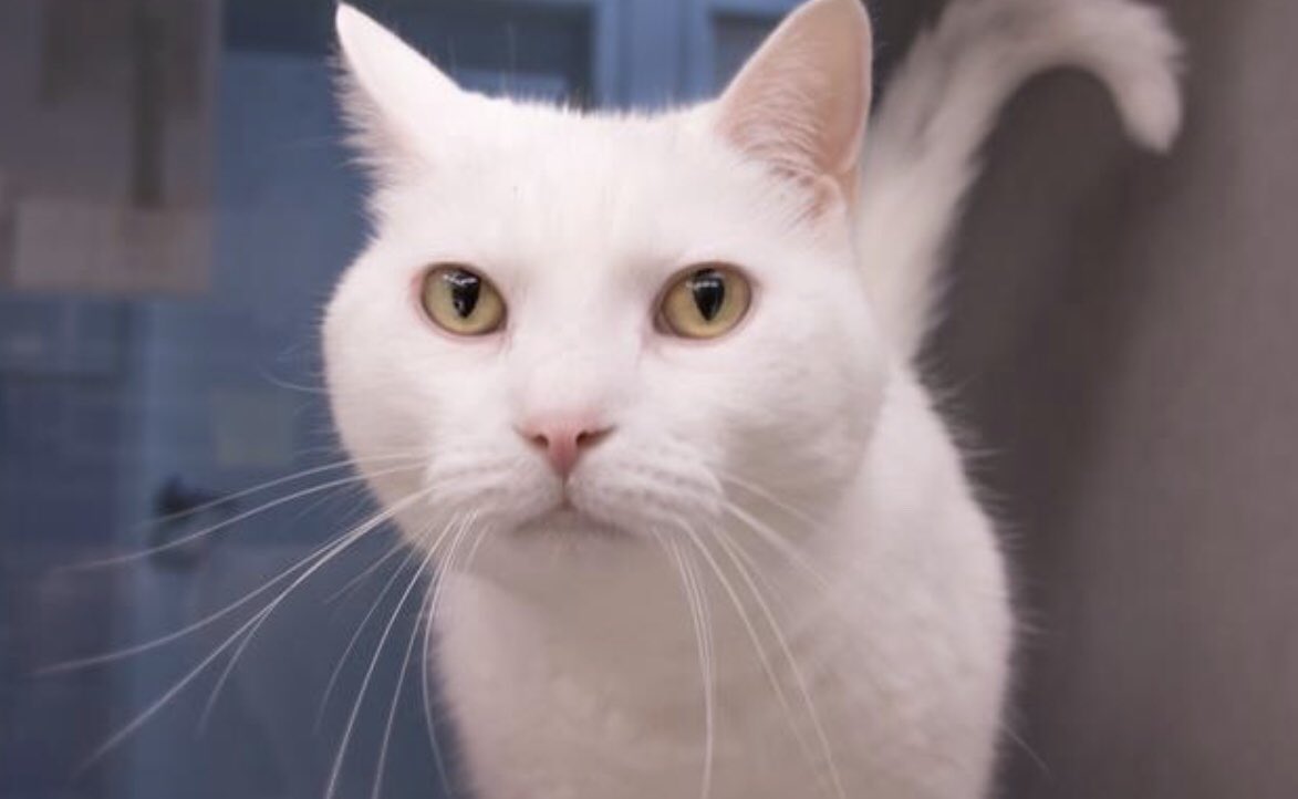 NHSCats's tweet photo. We are up to our ears in cats! We are completely out of kennel space, so starting today all cats six months and older are free and kittens six months and younger are two for $50! https://t.co/cLYR97FtUV