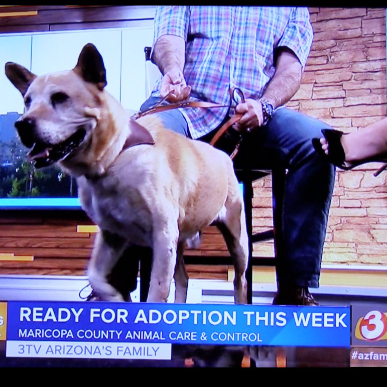 sharkfincollar's tweet photo. A Shark Fin™ collar was featured on a local news channel. Qrpets donates collars to dogs who are hard to adopt as an incentive to someone to adopt the dog. https://t.co/k6Tzxik9OZ https://t.co/mE0POCiaCi