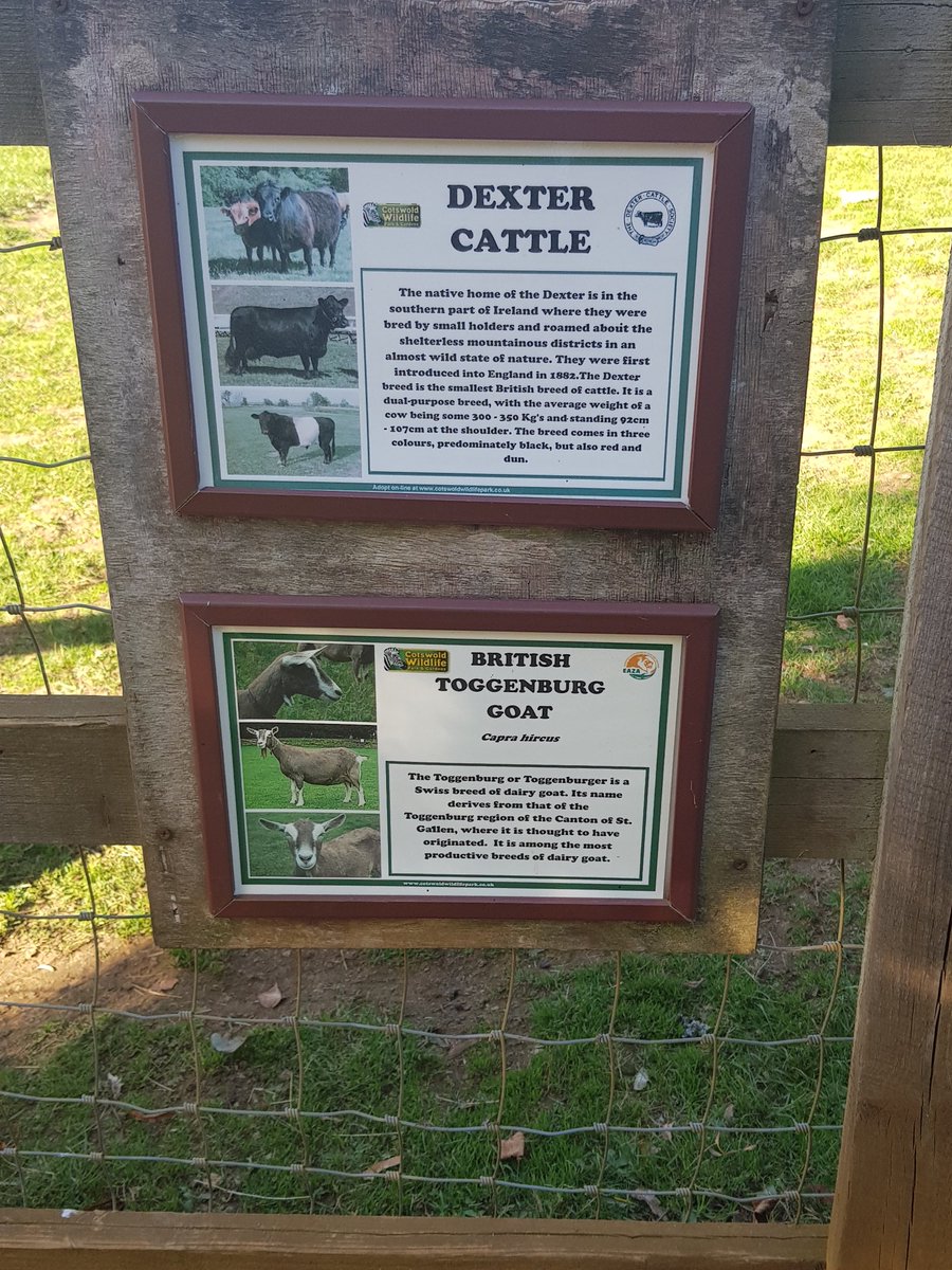 waingelsgeog's tweet photo. Year 11 guess what I saw today at @CotsWildTweets! Some Toggenburg goats!! Bonus points if you can remember why this breed of goats was used as part of the @FarmAfrica #GoatAid project in Tanzania?! #casestudy #resourcereliance #geographyteacher https://t.co/mM5ffBT7VL