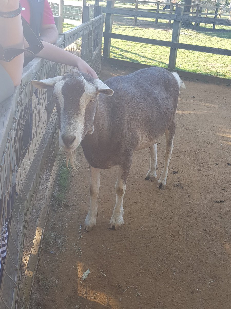 waingelsgeog's tweet photo. Year 11 guess what I saw today at @CotsWildTweets! Some Toggenburg goats!! Bonus points if you can remember why this breed of goats was used as part of the @FarmAfrica #GoatAid project in Tanzania?! #casestudy #resourcereliance #geographyteacher https://t.co/mM5ffBT7VL