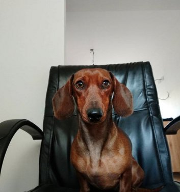 Soy el jefe…
#AmigosPuppis <a href="/pipa/">pipa</a>.lasalchicha
 puppis.com.ar