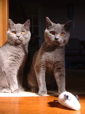 Найти породу кошки. Порода кошек британец. Британская короткошёрстная кошка. Бритиш Шортхэйр. Британская кошка самка.