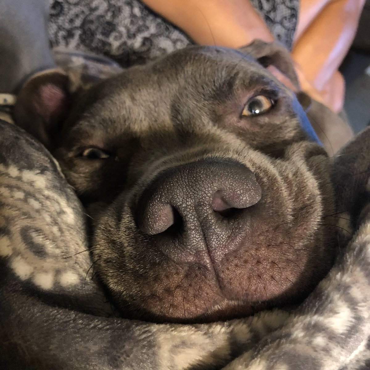 RescueRoscoe's tweet photo. Looks like Mom is going to be late for work #snugglemonster #tripawd #rescuepibble #rescueroscoe https://t.co/SL2TWBnCd6