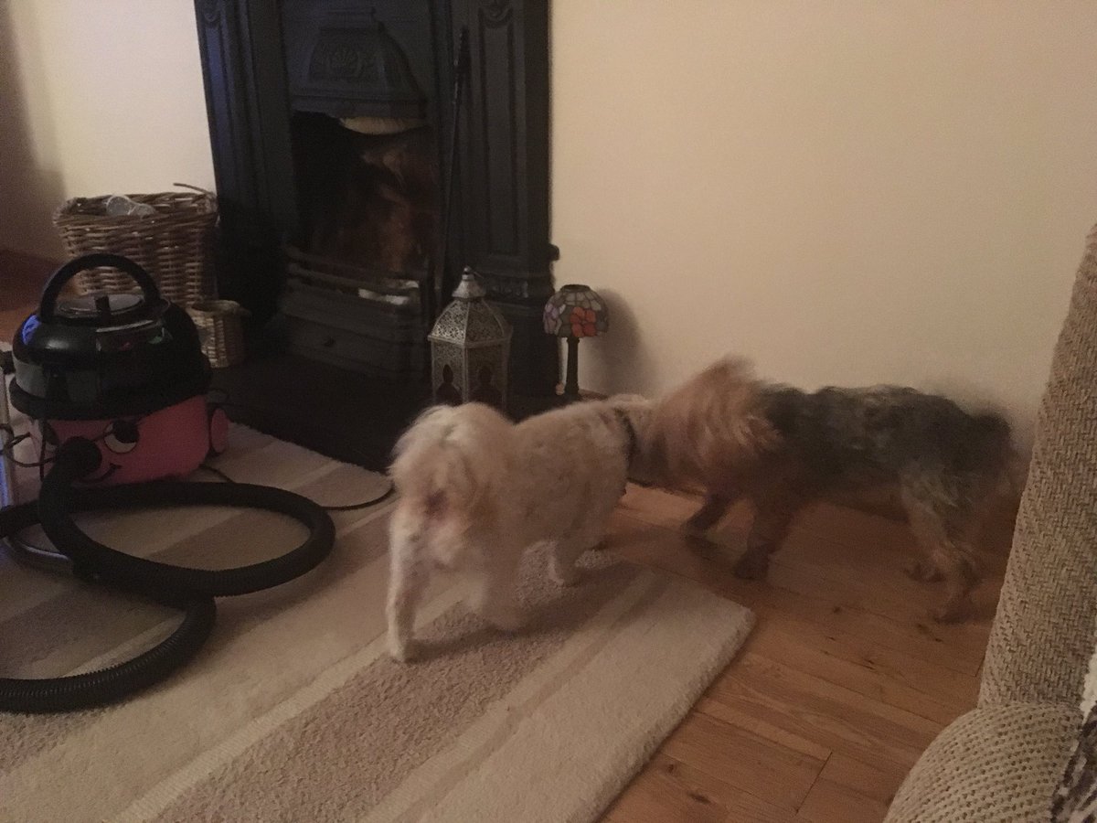 niamhmaryclare's tweet photo. My two boys! πΆ #dogsoftwitter #DogsForChoice #dogs #dogsofinstagram #ozzy #barney #shorkie #lhasaapso #myboys #males https://t.co/0jf0hwYnQF