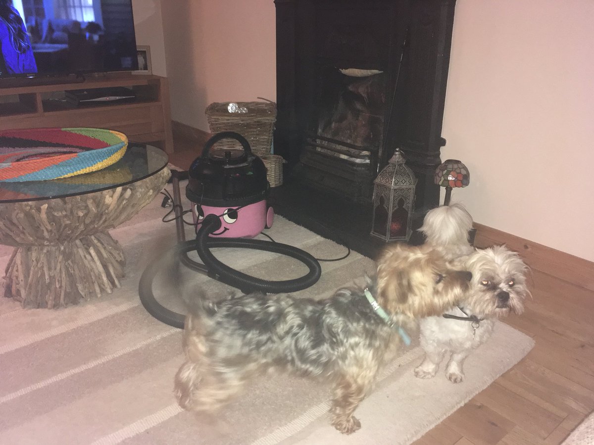 niamhmaryclare's tweet photo. My two boys! πΆ #dogsoftwitter #DogsForChoice #dogs #dogsofinstagram #ozzy #barney #shorkie #lhasaapso #myboys #males https://t.co/0jf0hwYnQF