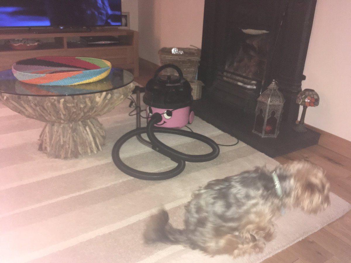 niamhmaryclare's tweet photo. My two boys! πΆ #dogsoftwitter #DogsForChoice #dogs #dogsofinstagram #ozzy #barney #shorkie #lhasaapso #myboys #males https://t.co/0jf0hwYnQF