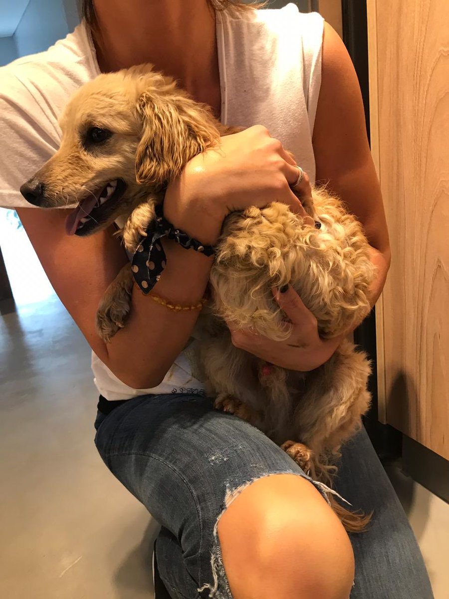 paulitachaves's tweet photo. Necesito alguien que lo pueda tener hasta que encontremos a su familia o a un adoptante! Xq Moro no esta muy feliz! Me ayudan? https://t.co/hbsD8CRyPS