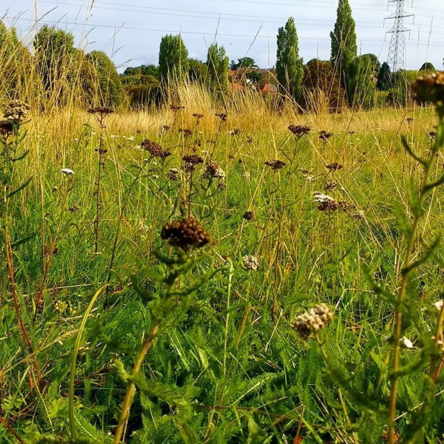 ASimpleMelody's tweet photo. Wildflowers and grasses doing their thing in the meadow - Stella dog's favourite place this summer. #wildwalk #wildflower #inthemeadow #autumndays #naturewatch #thisisbham https://t.co/23fDQy41VA https://t.co/bfUILRCrT5