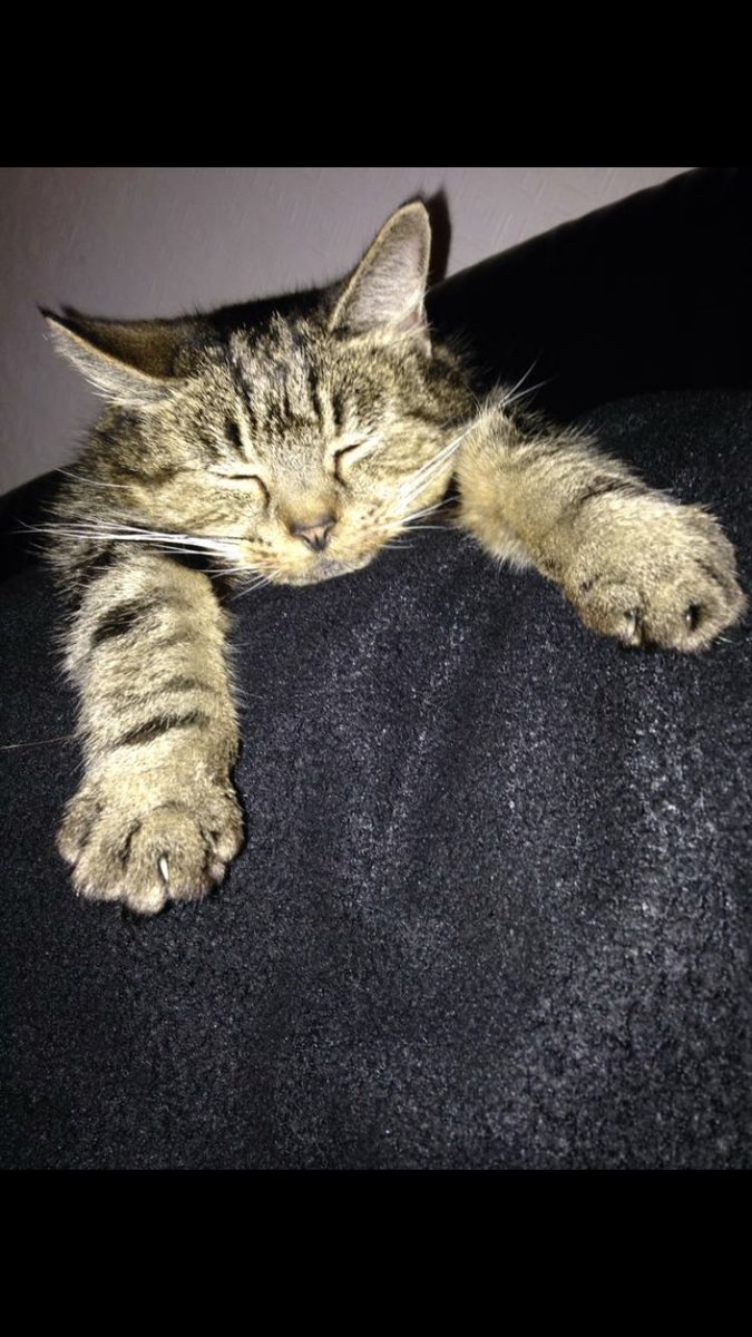 sashaperkinsx's tweet photo. hoenstly i think losing a pet is harder than losing a family member sometimes because they are your family💔💔💔 https://t.co/ej4Pr74Vpd