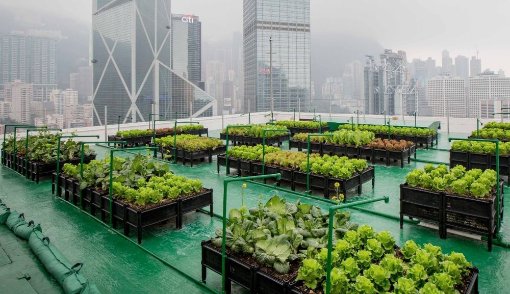 AgNext2019's tweet photo. Urban Farming on top of Hong Kong's skyscrapers.  #agritecture  #agriculture #urbanag  #agritech https://t.co/FEQTrA8xTR