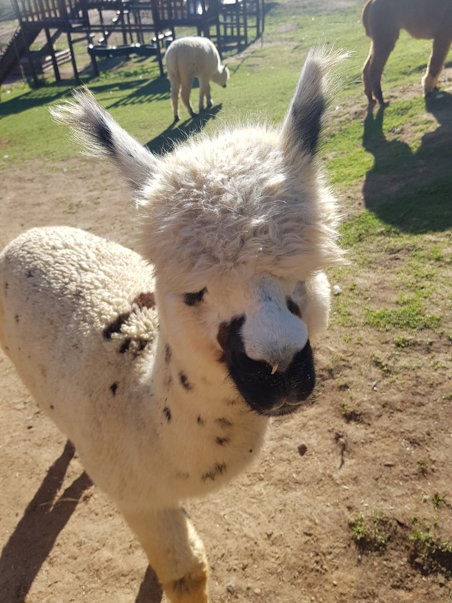 SunniestWay's tweet photo. Happy Weekend 🐑
#alpaka https://t.co/QHGfDvCIO0