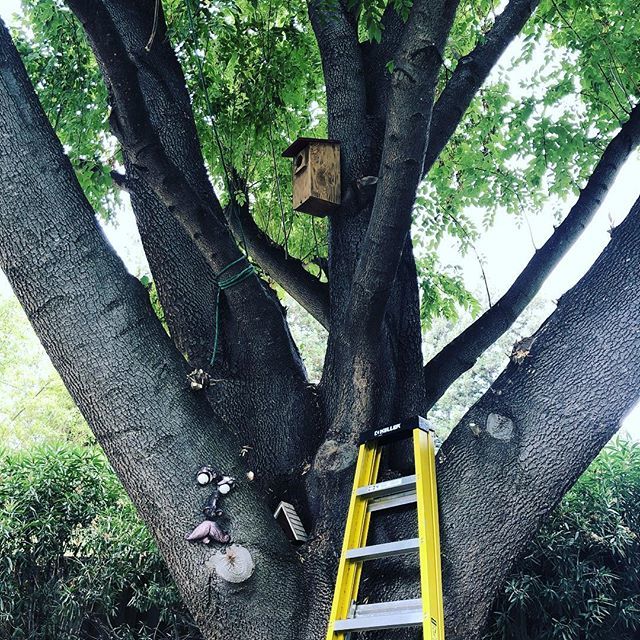myfashiongroove's tweet photo. Installed an Owl box today! I’m really hoping for some baby owls come spring 🦉🐣❤️ .
.
.
.
.
.
#owlbox #handycandy #hortonfarm #mybackyard https://t.co/6Nq8BhJTVH https://t.co/z1LXjltV98