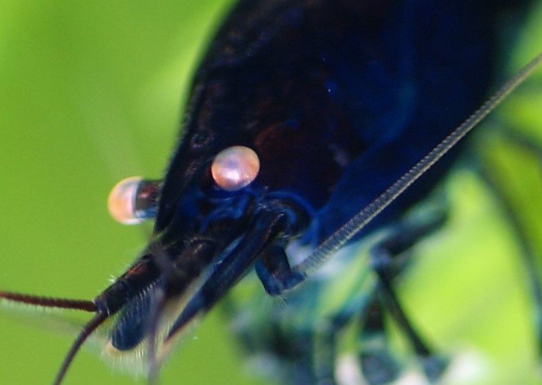 greentarade's tweet photo. Royal Blue Tiger Garnele - Haltung, Fütterung, Zucht
https://t.co/STo6SlWUXM #RoyalBlueTigerGarnele #BlaueTigergarnele #Tigergarnele #RoyalBlueTiger https://t.co/T2lHvvlAbR