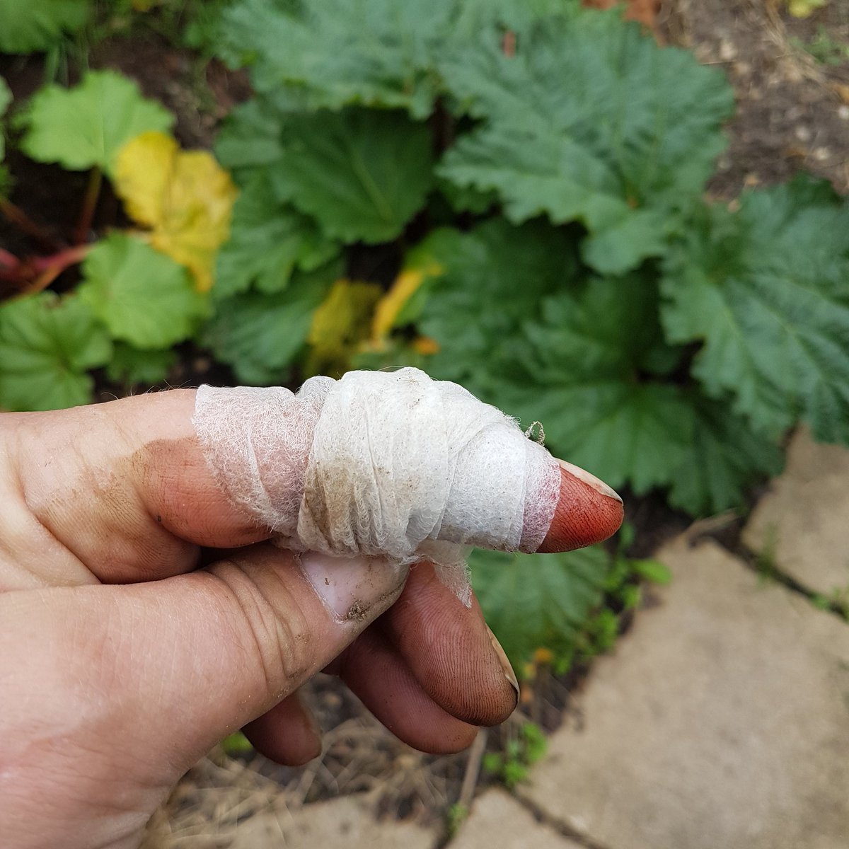 Allotment first aid i don't think I will loose the finger now #allotment #gardening #vegtables #veg #fresh #thegoodlife #edible #firstaid #cut
