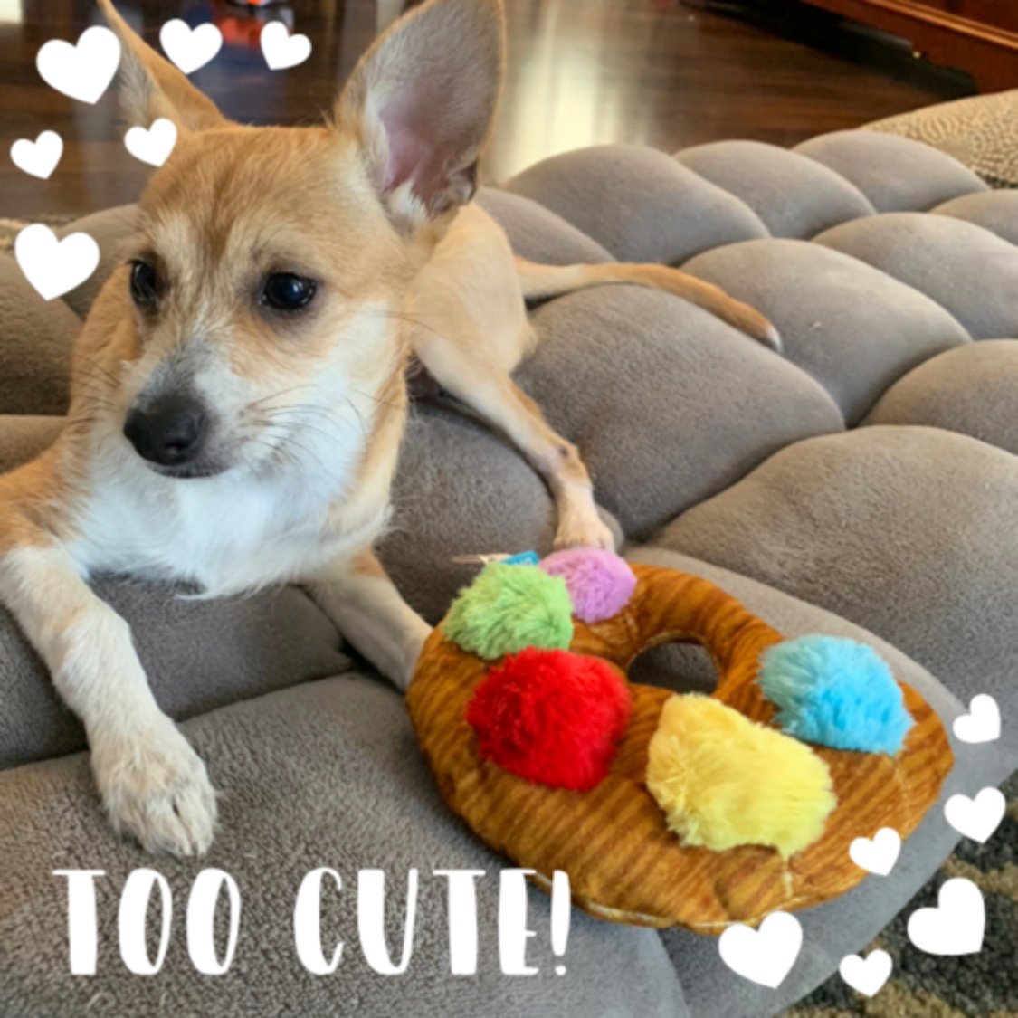 Jen_Dr's tweet photo. Lu loves her new toy from Bark Box and Influenster. #contest #complimentary #BarkBoxInfluenster #influenster[user:Influenster][user:barkbox] https://t.co/YyJjPqWEF5