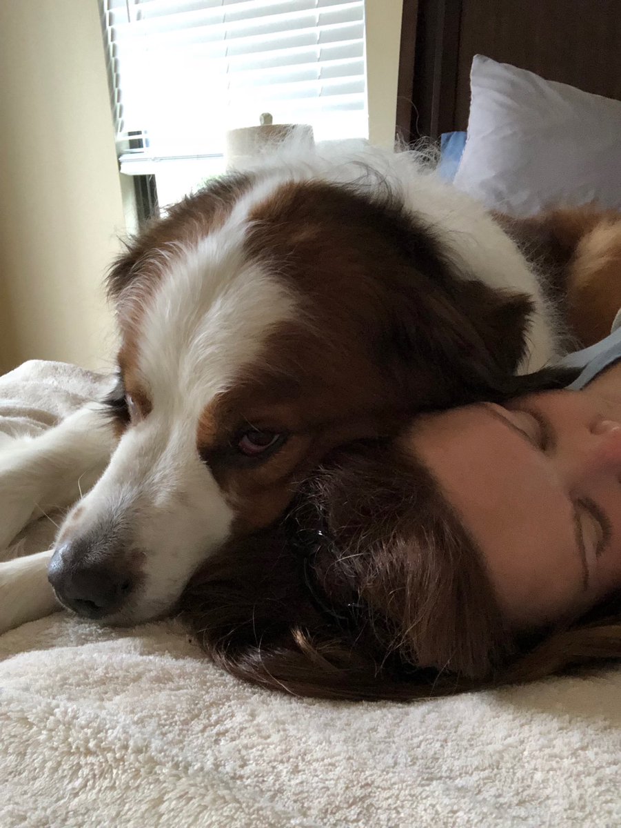 MandyDoo79's tweet photo. When you’re sick and your dog takes care of you. #doglovers #doggy #sickwithacold #cuddletime https://t.co/PYdmOms4wZ
