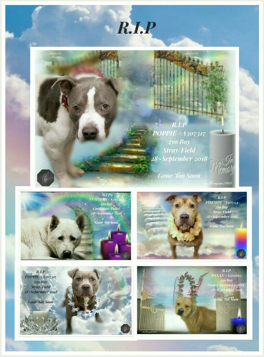 msMorgan1968's tweet photo. We Died Today 28~September 2018
We were Poppie, Feathers, Fireside, Sebastian & Dylan.
We loved unconditionally
We were loyal & we had everything to live for.
Our time ran out & nobody came.
We paid the Ultimate Price
With our lives...
We Mattered.
#PleaseHelpOthers
#TN #MEMPHIS https://t.co/uMYAszMo4M