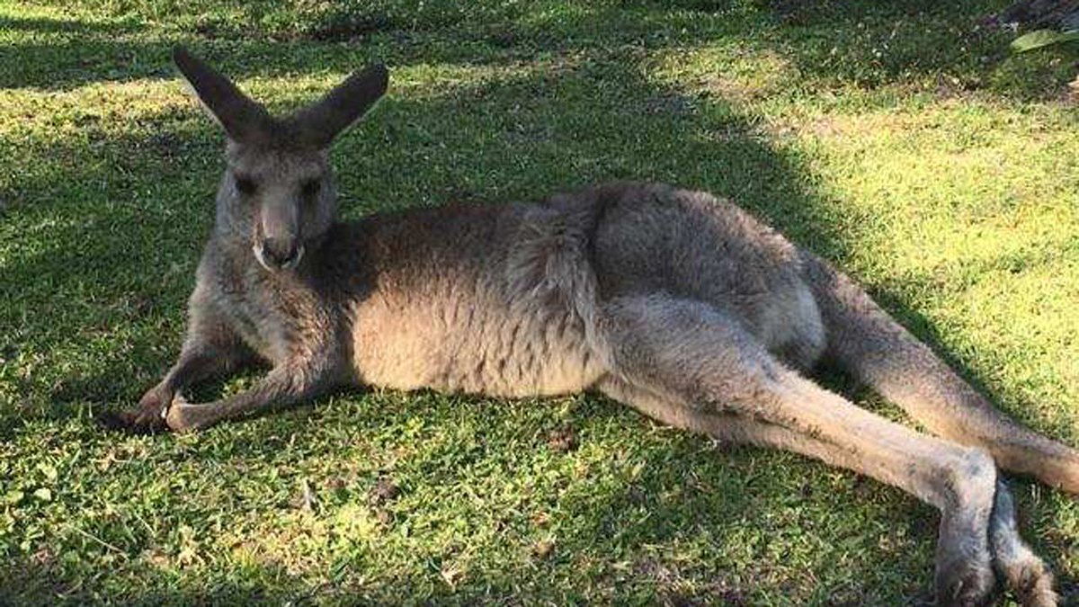 Wildlife officials remove kangaroos from animal sanctuary after escape bit.ly/2IuyDKs https://t.co/daerOwGsdE