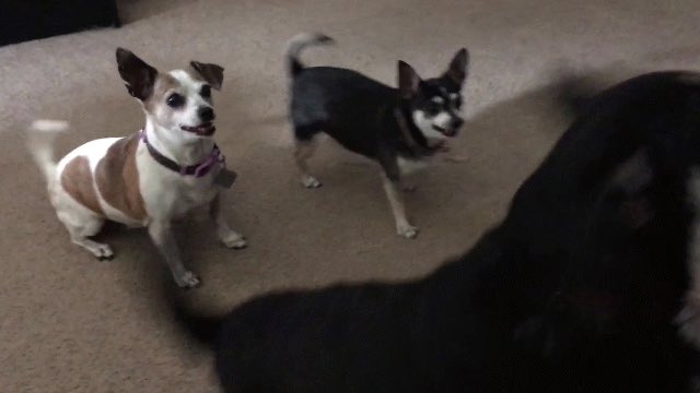 FriedmanIra's tweet photo. Feeding time!! https://t.co/OyMZw6kB6e