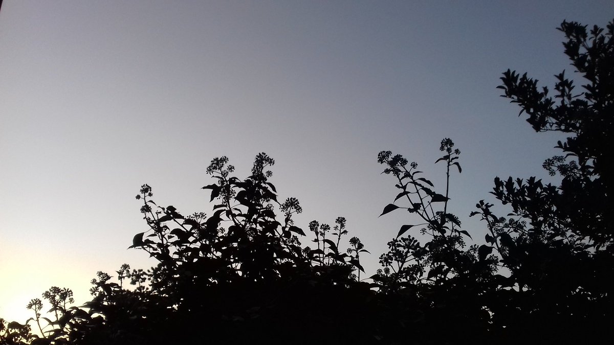 moorsmaid75's tweet photo. Tonight's sunset skyline from my bedroom window and Ivy flowers at dusk 😊 https://t.co/1C8IqB4Xae