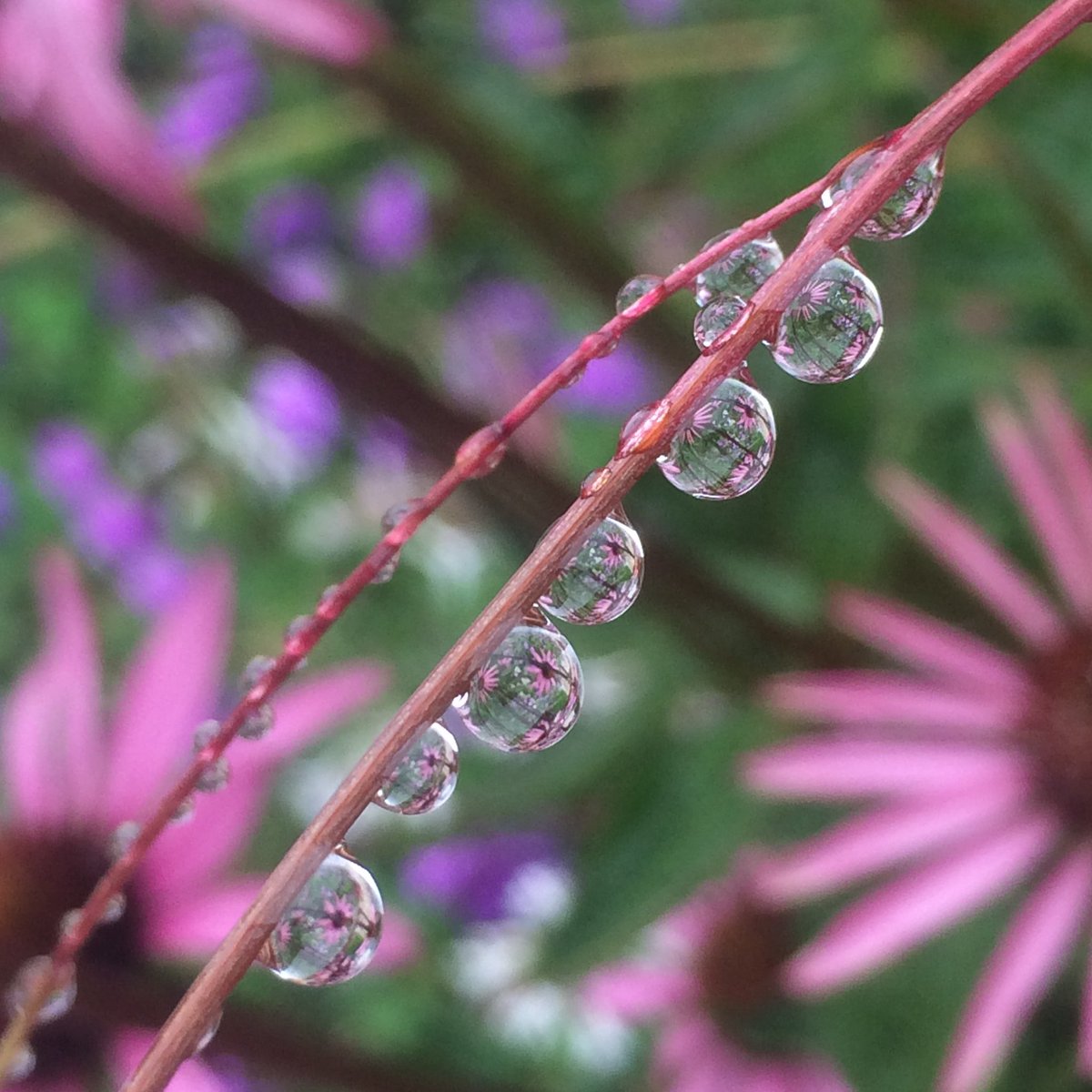 BoCookStudios's tweet photo. Echinacea in a raindrop on an Echinacea! 
Isn't nature wonderful?
#NaturePhotography #gardendesign #Echinacea https://t.co/aVXrw5gPmz