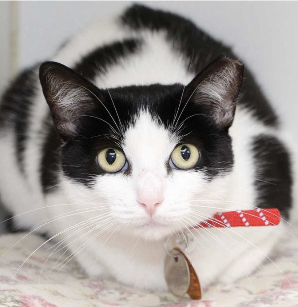 AnimalLeague's tweet photo. Loving Polly is probably the easiest decision youβll make this weekend! #GetYourRescueOn #adoptdontshop #caturday https://t.co/NH3qF5MjiX