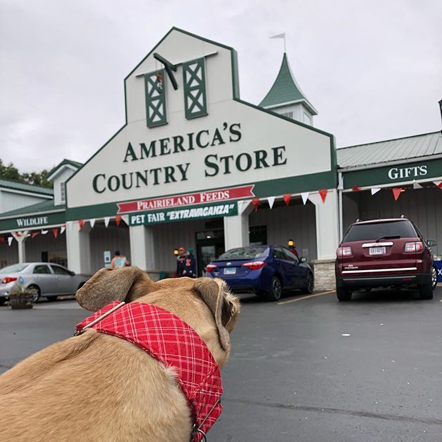 American Greyhound tweet media