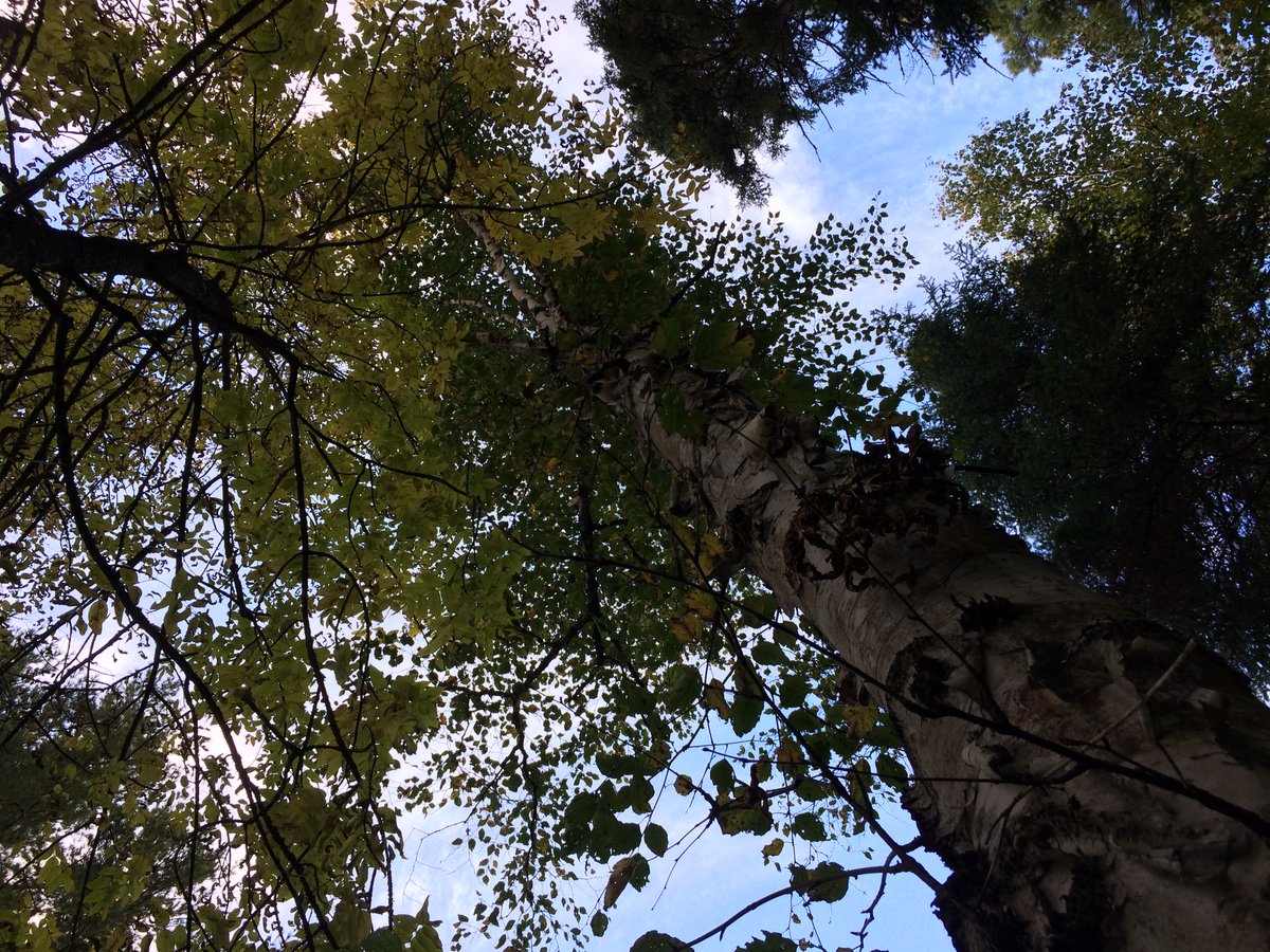 NipissingTrails's tweet photo. Hoping that these will be the healing elements: steam from birch leaves; sauna fire; river water. #healingelements https://t.co/RZxJQW0uw2