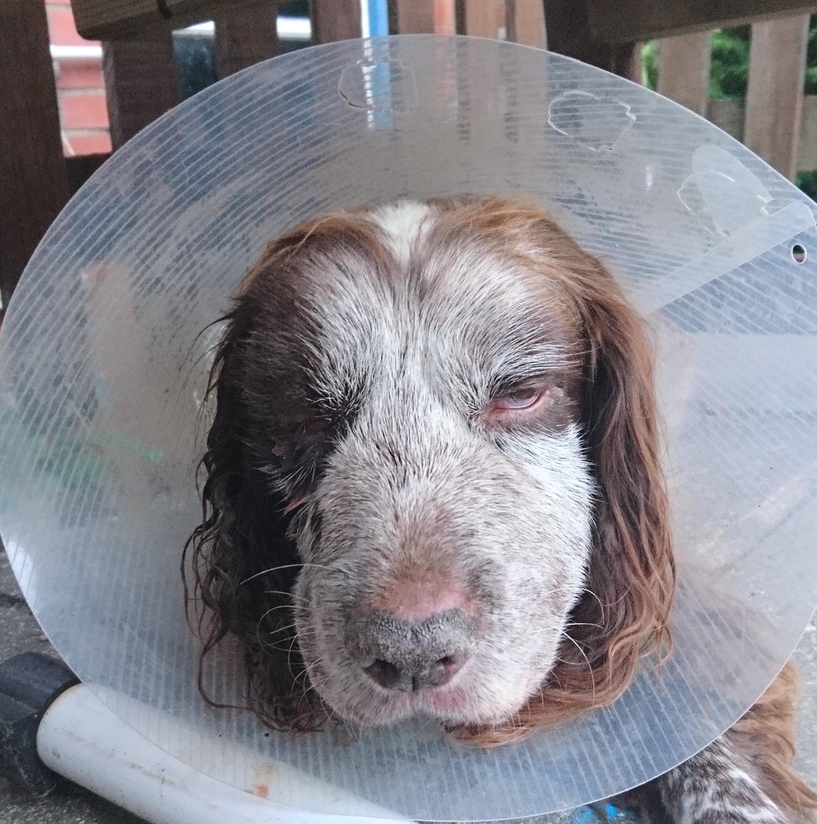 MillCottageFarm's tweet photo. Coco has turned a corner and today the vets couldn't believe the change - the swelling has gone down so much!
We have no idea what caused it but have ruled out several things immediately and also after an investigative operation on Monday.
#ameryvetsalton #coco #cockerspaniel https://t.co/QGYJVxnl6S