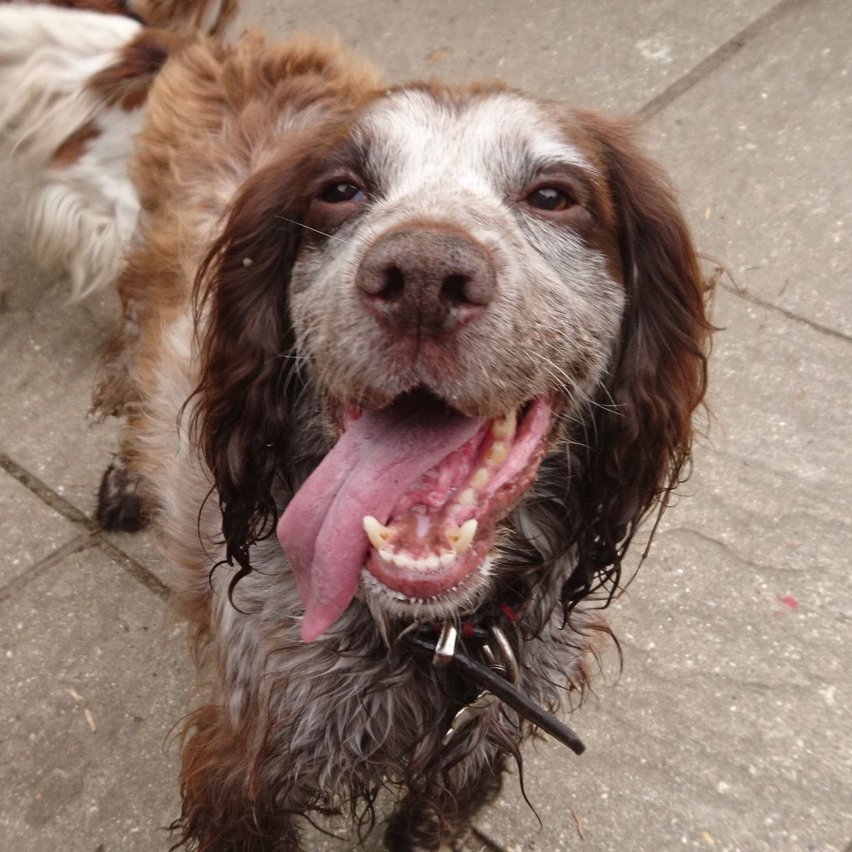 MillCottageFarm's tweet photo. Coco has turned a corner and today the vets couldn't believe the change - the swelling has gone down so much!
We have no idea what caused it but have ruled out several things immediately and also after an investigative operation on Monday.
#ameryvetsalton #coco #cockerspaniel https://t.co/QGYJVxnl6S