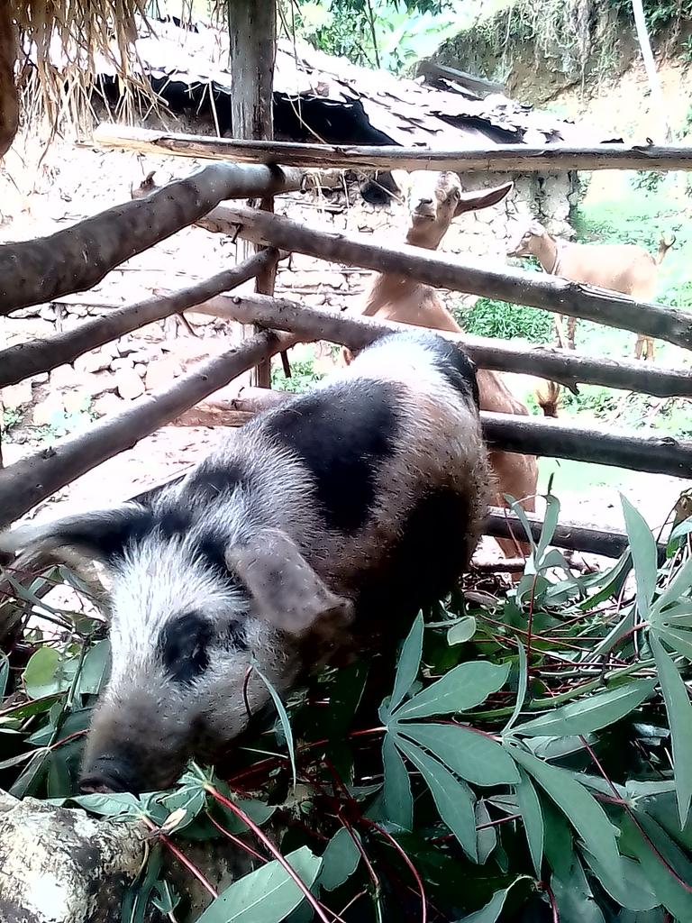register4peace's tweet photo. Youth empowerment through piggery is what we believe in @register4peace #EnableYouthUg @jokamalha https://t.co/V1Mr30qgBF