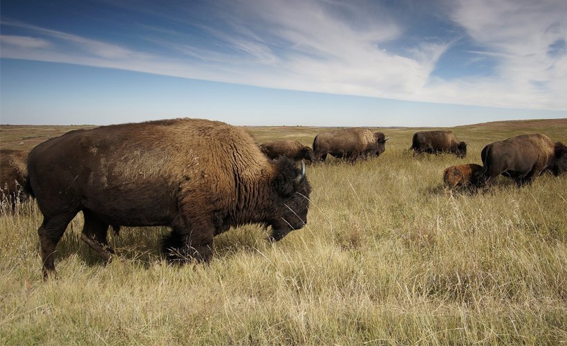 Reductress's tweet photo. Why I Stopped Dating Men and Started Following a Herd of Majestic Bison: https://t.co/gpJgFfZ6Hk https://t.co/7yicG8QKA0